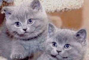 Котенок британец. Котенок голубой британец. Голубые британские котята. Котята голубого окраса              